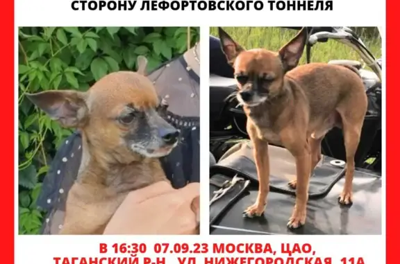 Пропала собака той-терьер, 13 лет, рыжий окрас (Москва)