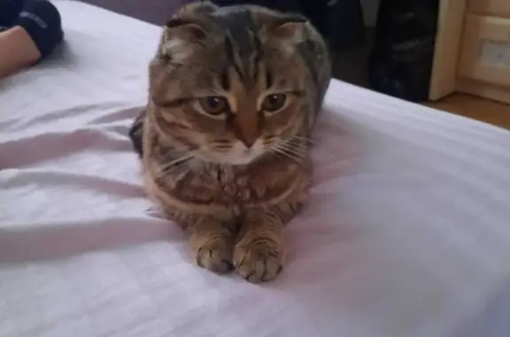 Найдена вислоухая кошка в Московской области