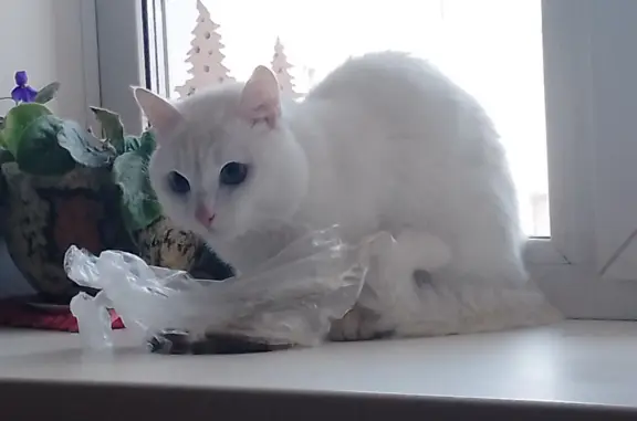 Найдена домашняя кошка на Байкальской улице, 232, Иркутск