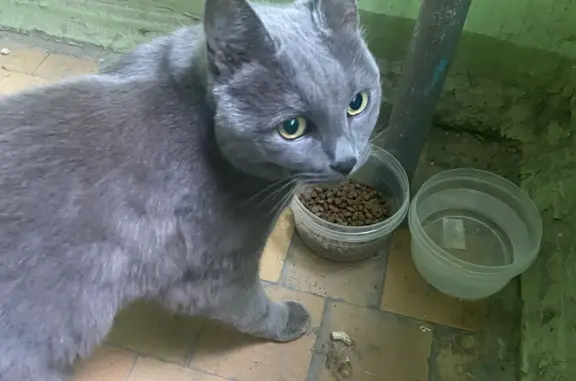 Найдена кошка на ул. Комарова, Казань