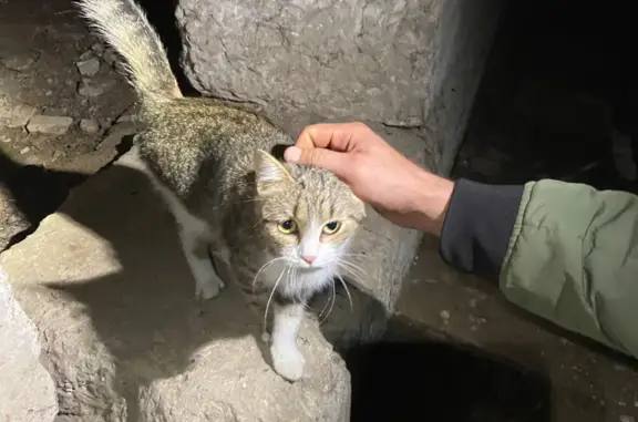 Найдена домашняя кошка: Мед. пер., 3, Екатеринбург