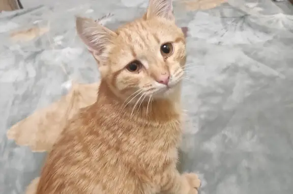 Найдена кошка Котик, ул. Губкина, 44, Ишимбай