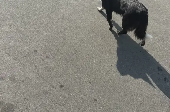 Пропала собака: Черный пёсик, Коктебельская ул., Москва