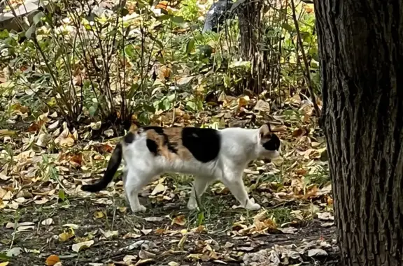 Пропала кошка Цветочек, Подольское шоссе, 8