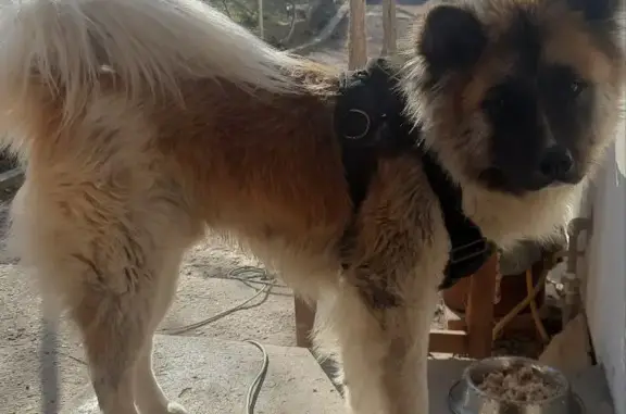 Пропала собака СЭМ, порода Американская Акита, Севастополь