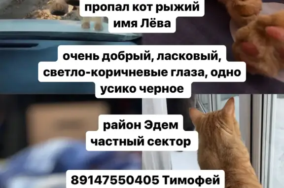 Пропала кошка Лёва, Комсомольская ул., 59, Южно-Сахалинск