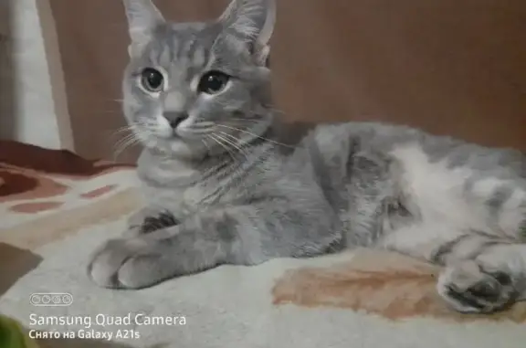 Пропала кошка в Поселении, Бурятия: 5 дней без возврата