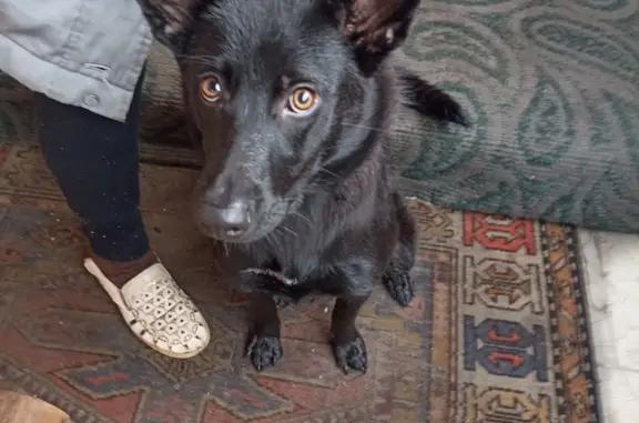 Найдена молодая собака Черного окраса в Челябинской области