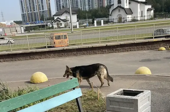 Найдена собака на Парашютной, СПб