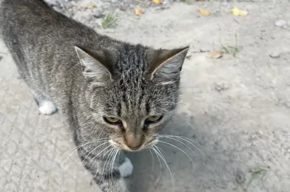 Найдена кошка Кошечка на ул. Ленсовета, Санкт-Петербург