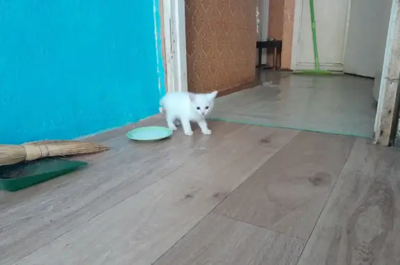 Найден белый котенок, ул. Яблочкова 26А, Пермь