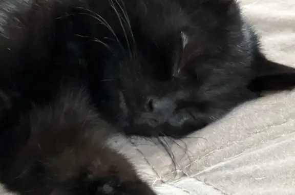 Кошки потеряшки, Санкт-Петербург, фото: Потеряшка кошка: Светлановский 46к1, СПб