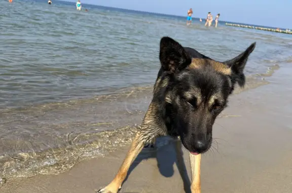 Найден добрый кобель на пляже, ждет хозяина