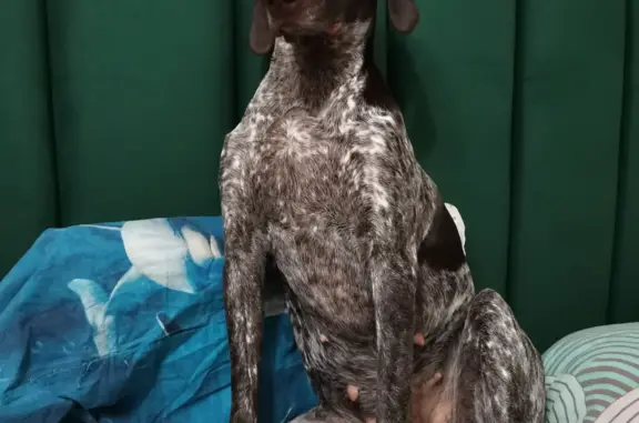 Собаки потеряшки, Санкт-Петербург, фото: Потеряшка собака Курцхаар. Ул. Матроса Железняка, 47, СПб