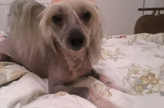 Собаки потеряшки, Санкт-Петербург, фото: Потеряшка собака Тори, проспект Испытателей 12