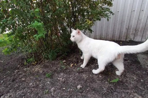 Найдена белая кошка на ул. Оловянникова, Тюмень