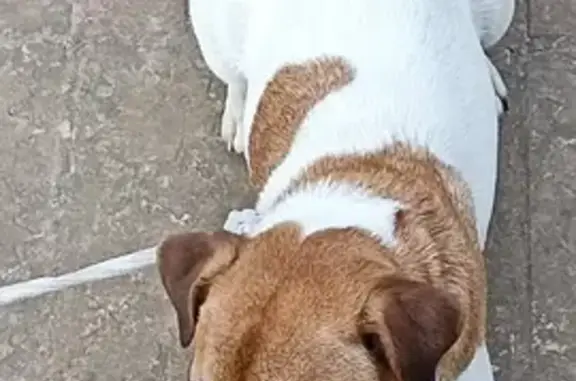 Найдена собака, Глинково, фото: Найдена собака: молодой кобель, 46Н-10508, Глинково