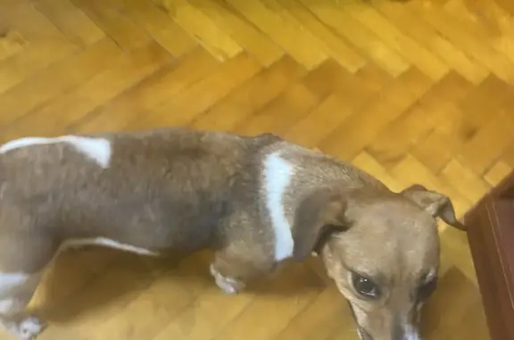 Найдена собака породы джек-Рассел на Штурвальной улице, 3