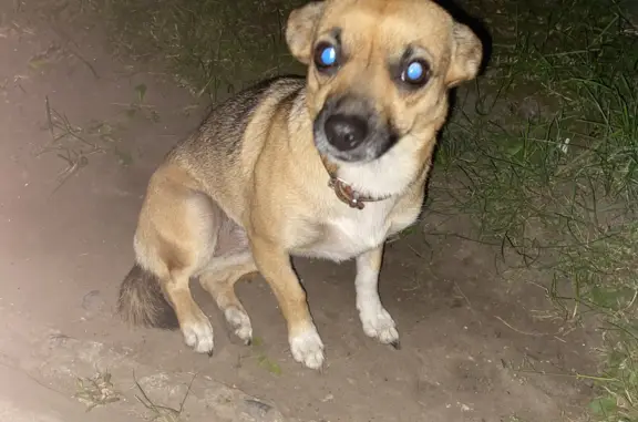 Найдена ласковая собака на Цветочной улице
