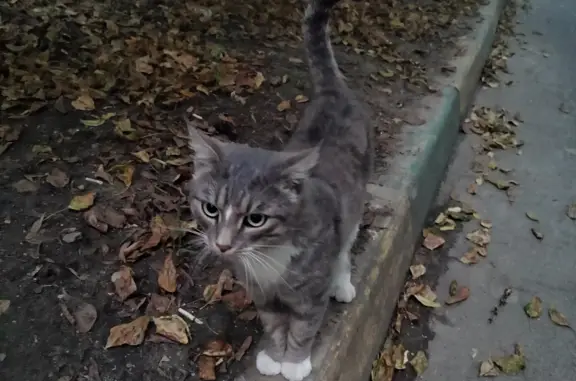 Потерян серый кот с Варшавской, Москва