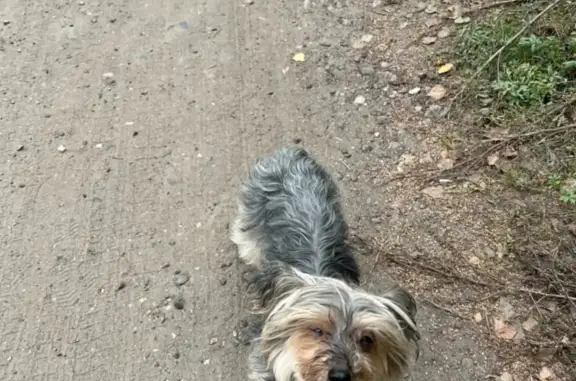 Пропала собака на Садовой, Ярославль