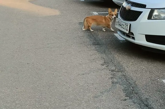 Найдена собака на ул. Щегловская Засека, Тула