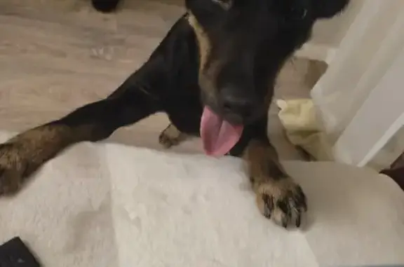 Найдена собака, Пенза, фото: Собака без поводка найдена на ул. Клары Цеткин, 35, Пенза