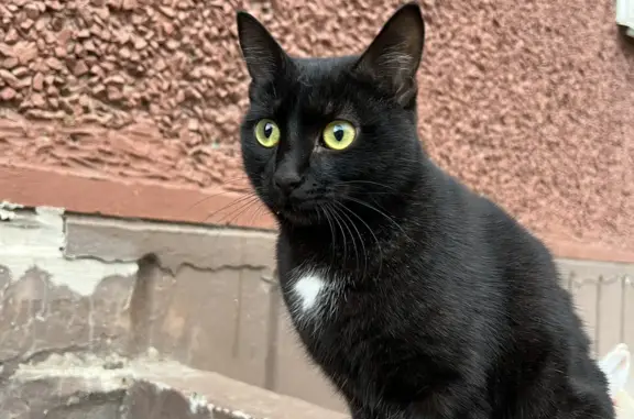 Найдена домашняя кошка на Ноксинской улице, Казань
