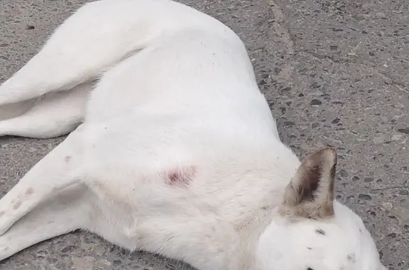 Найдена собака в Волгограде, ул. Менжинского, 17Б