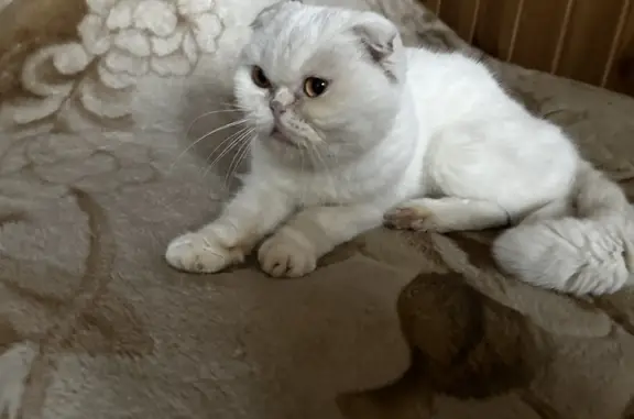 Найдена кошка в Юрасово, Раменский район, Московская область