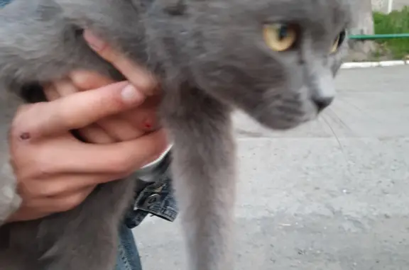 Найдена серая кошка на ул. 50 лет Октября, 54, Тюмень