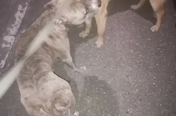 Найдена собака, Ростов-на-Дону, фото: Найдена собака: Урицкого, 5, Ростов-на-Дону