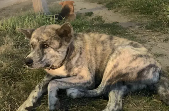 Найдена собака в Афонино, Нижегородская область