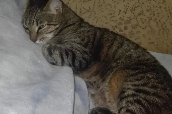 Пропала кошка с обрубленным хвостом, серый окрас, ул. Маяковского, 29