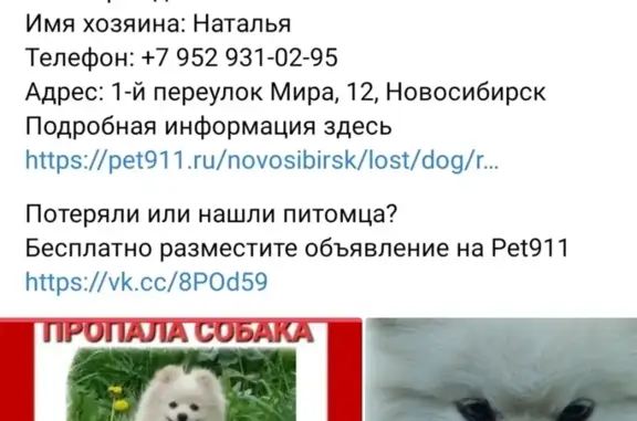 Пропала собака на 1-м пер. Мира, 6, Новосибирск