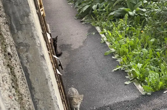 Найдена кошка с коротким хвостом в Новокузнецке