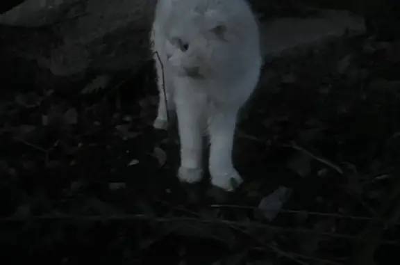 Найдена кошка в Нагаево, Башкортостан