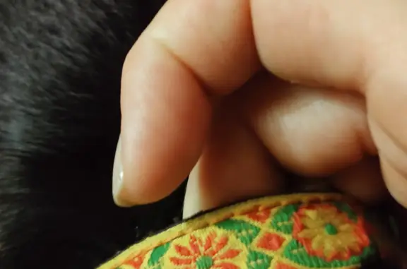 Собаки потеряшки, Екатеринбург, фото: Потеряшка собака: разыскиваем мальчика, ул. Лобкова, 93, Екатеринбург