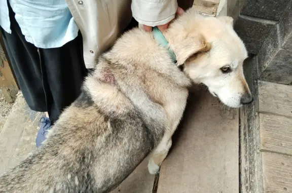 Пропала собака Найда, серый цвет, рана на спине, Абрамцево
