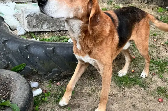 Найдена собака на ул. Шевцовой, Новошахтинск.