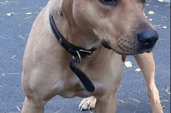 Пропала собака Питбуль возле Гилёвской рощи, Оренбургская улица, Тюмень