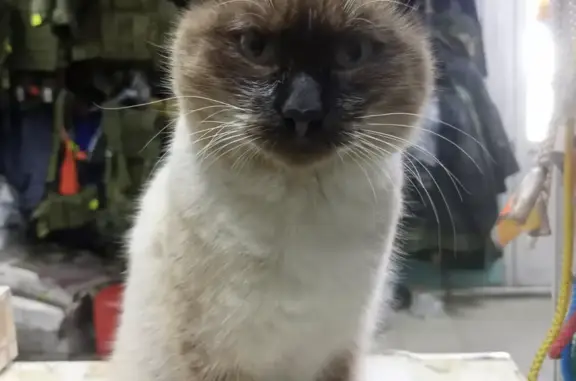 Найдена кошка сиамской породы на ул. Ленина, 41, Борзя