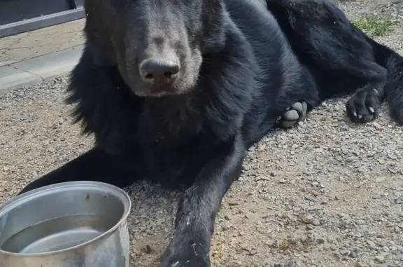 Найдена собака Чёрный пёс, пр. Ленина, 23