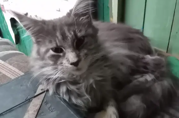 Пропала кошка Кошечка в Новосибирске, 1-й пер. Танкистов