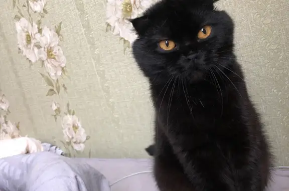 Пропала черная кошка, ул. Георгия Амелина, 30, Калуга