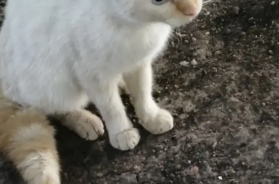 Найдена белая кошка на Пятницком шоссе, Москва