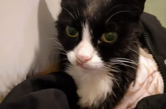 Найдена кошка в Архангельске, нужна помощь