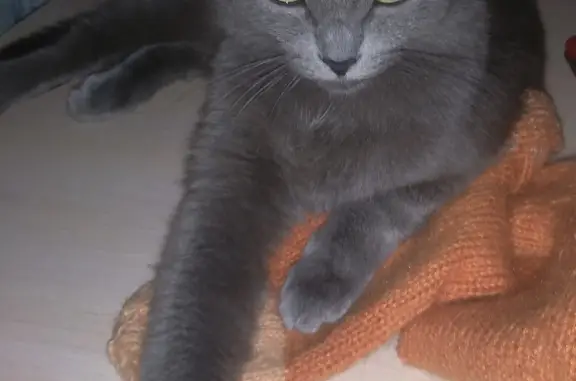 Пропала самостоятельная синяя кошка в Пермском крае