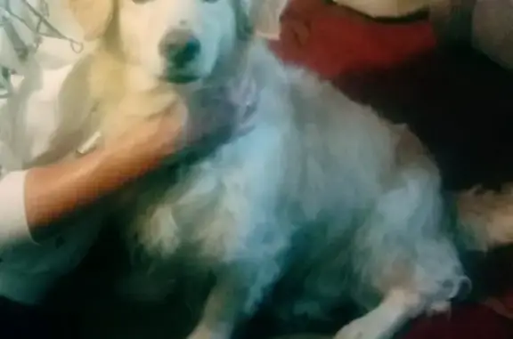 Пропала собака Кобель, золотистый ретвирер 20, Ангарск
