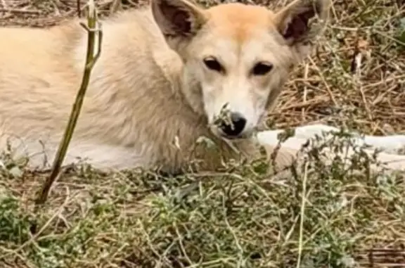 Собака Недели две на Куйбышевском сельском поселении